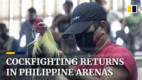 youtube cockfighting in the philippines.